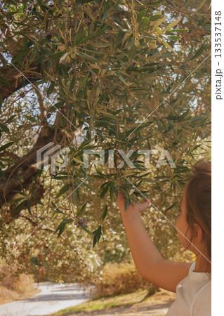 Child in olive grove reaching up to touch the leaves and young olives on the tree Child in olive grove reaching up to touch the leaves and young olives on the tree 133537148