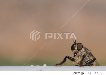 Hairy robber fly with large eyes captured on Crete. Machimus rusticus. Copyspace for your text  133537160