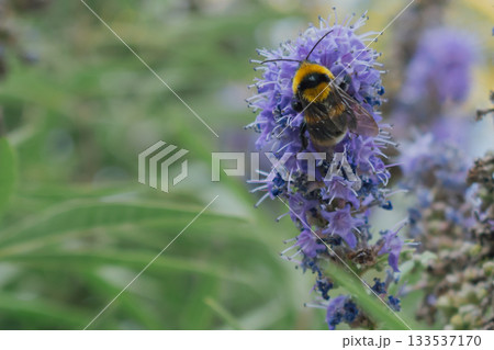 Fuzzy Bumblebee collecting nectar from lavender-purple Vitex agnus-castus flowers 133537170