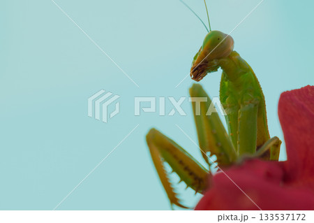 Green European mantis posing and smiling against the background of a red flower Green European mantis posing and smiling against the background of a red flower 133537172