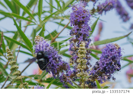Black Carpenter Bee gathering nectar from lavender-purple Vitex flowers 133537174