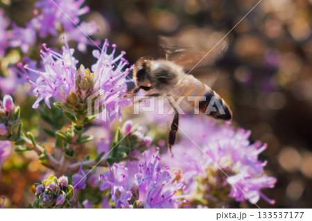 Honeybee collecting nectar from thyme, also known as creeping thyme. Stage of natural thyme honey production in Crete 133537177