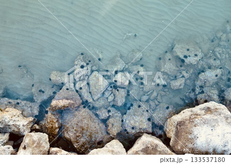 Majestic aerial perspective of large ocean rocks dotted with sea urchins Majestic aerial perspective of large ocean rocks dotted with sea urchins 133537180