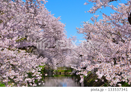 桜景 弘前城 桜景 弘前城 133537341
