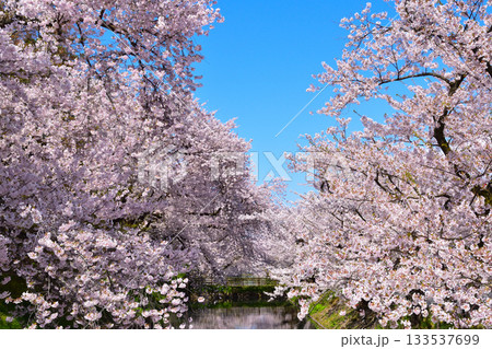 桜景　弘前城　 133537699