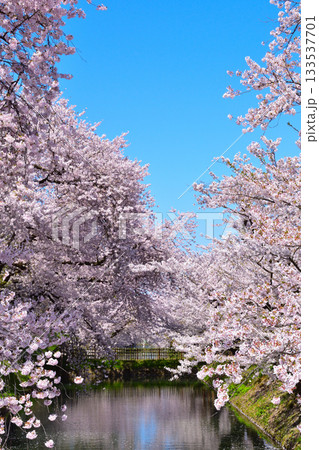 桜景　弘前城　 133537701