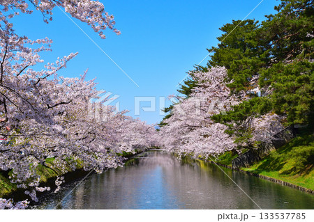 桜景　弘前城　 133537785