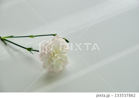穏やかな窓際の光と一輪の花 133537862