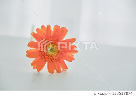 穏やかな窓際の光と一輪の花 穏やかな窓際の光と一輪の花 133537874