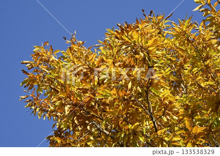 紅葉するクヌギの葉 紅葉するクヌギの葉 133538329
