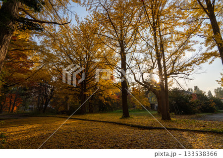 北海道　北大　大学　銀杏　銀杏並木　黄葉　紅葉　秋　autumn　オータム 133538366
