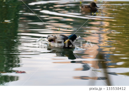 北海道　中島公園　紅葉　蓮池　秋　オータム　銀杏　もみじ　豊平館 133538412