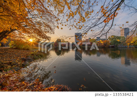 北海道　中島公園　紅葉　蓮池　秋　オータム　銀杏　もみじ　豊平館 133538421