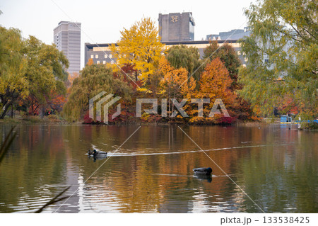 北海道　中島公園　紅葉　蓮池　秋　オータム　銀杏　もみじ　豊平館 133538425