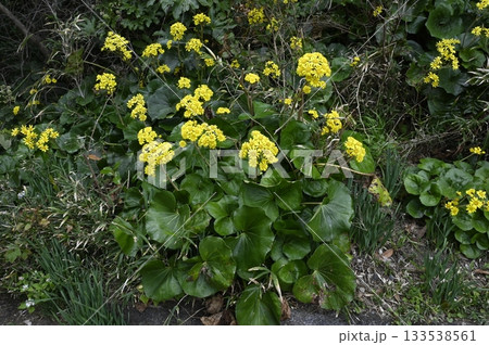 初冬の海辺に咲くツワブキの花 133538561