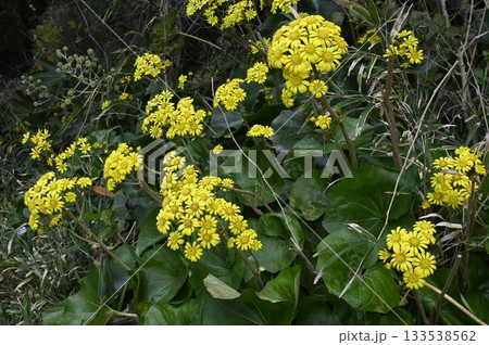 初冬の海辺に咲くツワブキの花 133538562