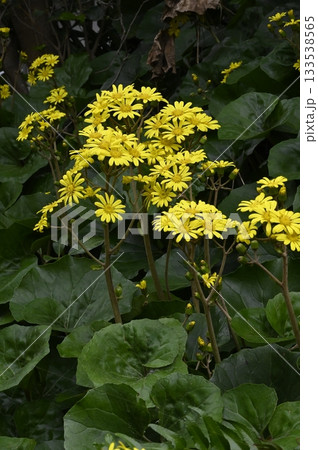 初冬の海辺に咲くツワブキの花 133538565