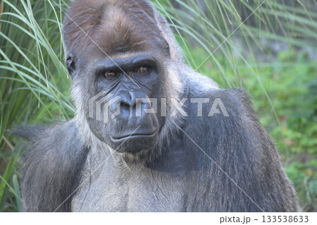 いつの日か本物のジャングルをアフリカで見たいものだと思うゴリラ 133538633