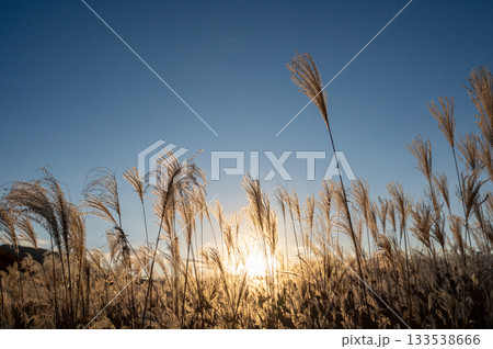 夕焼けとススキ、曽禰高原の素朴な田舎の景色が美しい 133538666