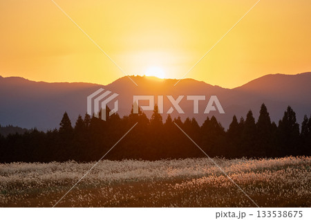 オレンジの夕日とススキ、曽禰高原の素朴な田舎の景色が美しい 133538675