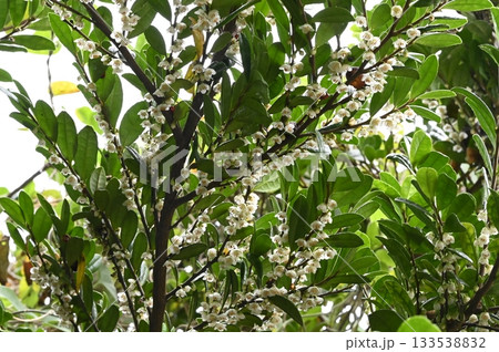 初冬に海辺に咲くハマヒサカキの花 133538832