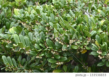 初冬に海辺に咲くハマヒサカキの花 初冬に海辺に咲くハマヒサカキの花 133538833