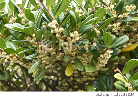 初冬に海辺に咲くハマヒサカキの花 初冬に海辺に咲くハマヒサカキの花 133538834
