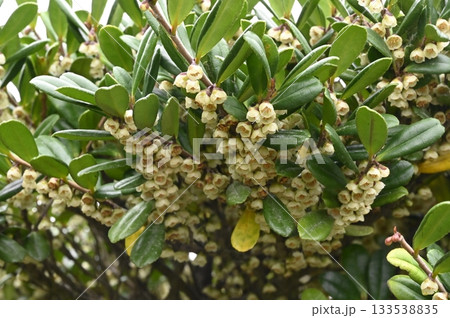 初冬に海辺に咲くハマヒサカキの花 133538835