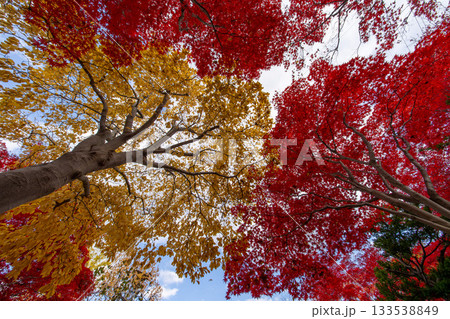 北海道 札幌 平岡樹芸センター 紅葉 もみじ トンネル 北海道 札幌 平岡樹芸センター 紅葉 もみじ トンネル 133538849