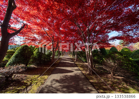 北海道 札幌 平岡樹芸センター 紅葉 もみじ トンネル 北海道 札幌 平岡樹芸センター 紅葉 もみじ トンネル 133538866