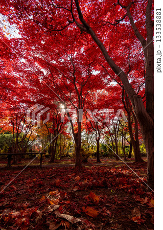 北海道　札幌　平岡樹芸センター　紅葉　もみじ　トンネル 133538881
