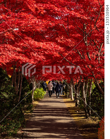 北海道 札幌 平岡樹芸センター 紅葉 もみじ トンネル 北海道 札幌 平岡樹芸センター 紅葉 もみじ トンネル 133538964