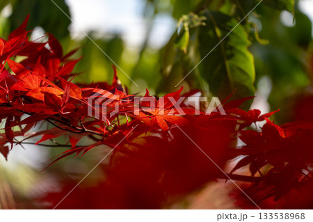 北海道　札幌　平岡樹芸センター　紅葉　もみじ　トンネル 133538968