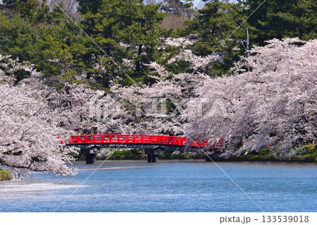 桜景　弘前城　西濠 133539018