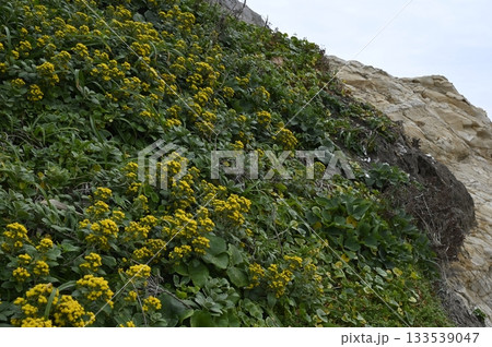 海岸の岩場に咲くイソギクの花 海岸の岩場に咲くイソギクの花 133539047