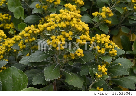 海岸の岩場に咲くイソギクの花 海岸の岩場に咲くイソギクの花 133539049
