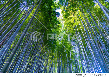 冬の化野念仏寺 竹林の風景3 京都府京都市右京区 冬の化野念仏寺 竹林の風景3 京都府京都市右京区 133539063