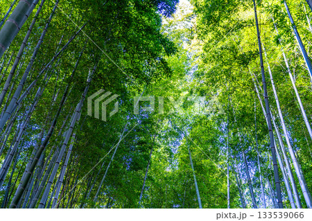 冬の化野念仏寺　竹林の風景2　京都府京都市右京区 133539066