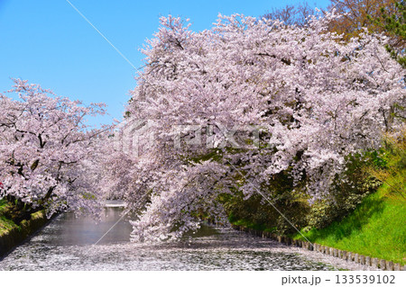 桜景　弘前城　花筏 133539102