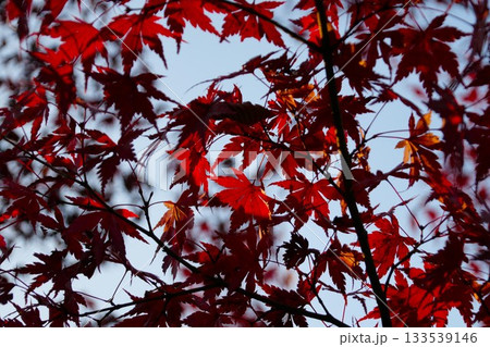 真っ赤な紅葉 133539146