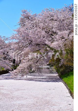 桜景　弘前城　花筏 133539167