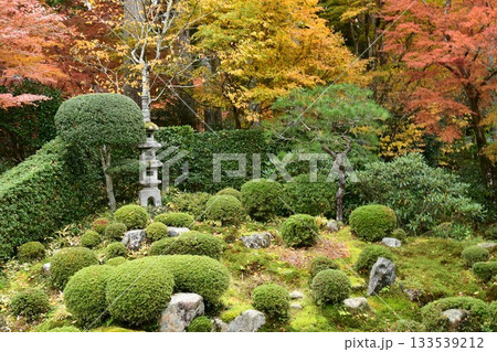 苔むした石灯籠と紅葉 苔むした石灯籠と紅葉 133539212