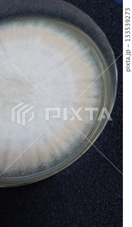 子嚢菌類のコロニー 133539273