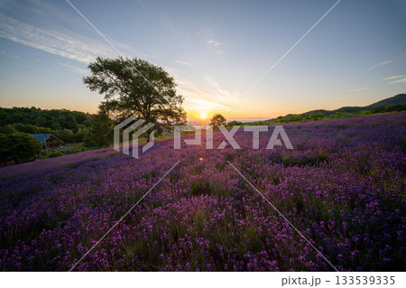 北海道　ラベンダー　札幌　朝日　紫　夏　日の出 133539335