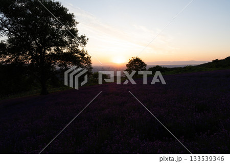 北海道　ラベンダー　札幌　朝日　紫　夏　日の出 133539346