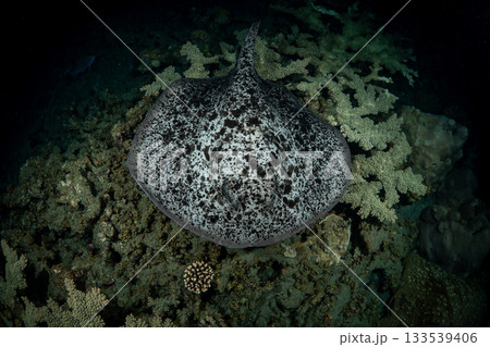 夜の海を泳ぐ危険生物マダラエイ　小笠原 133539406