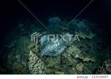 夜の海を泳ぐ危険生物マダラエイ 小笠原 夜の海を泳ぐ危険生物マダラエイ 小笠原 133539407
