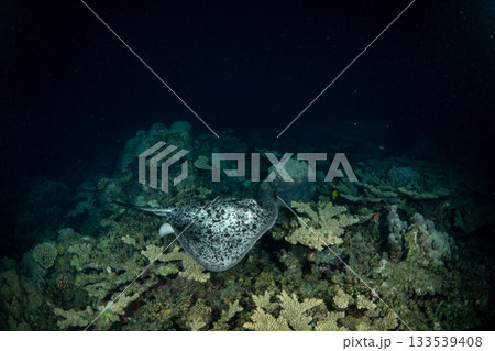 夜の海を泳ぐ危険生物マダラエイ 小笠原 夜の海を泳ぐ危険生物マダラエイ 小笠原 133539408