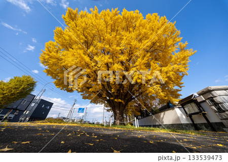 北海道　札幌　篠路　紅葉　黄葉　秋　銀杏　龍雲寺　 133539473