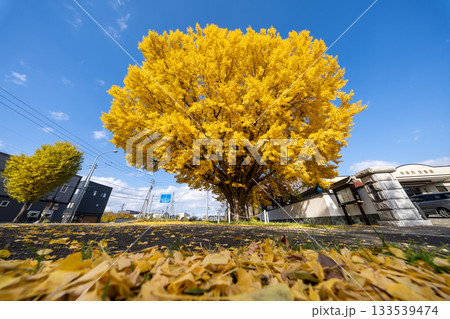 北海道 札幌 篠路 紅葉 黄葉 秋 銀杏 龍雲寺 北海道 札幌 篠路 紅葉 黄葉 秋 銀杏 龍雲寺 133539474